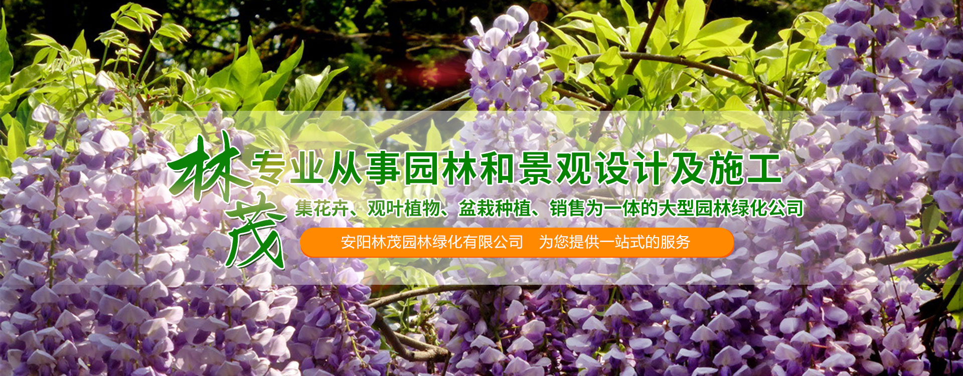 花卉盆栽苗木種植,盆栽苗木基地批發(fā)
