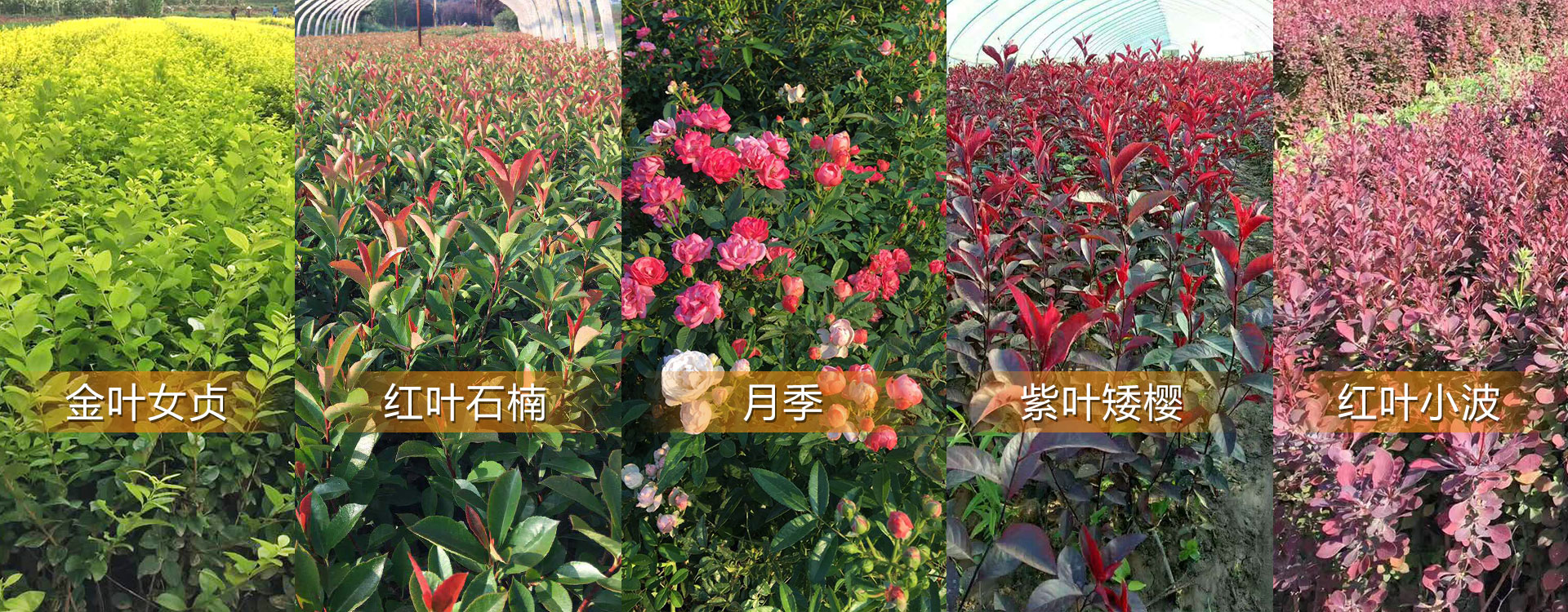 花卉盆栽苗木種植,盆栽苗木基地批發(fā)