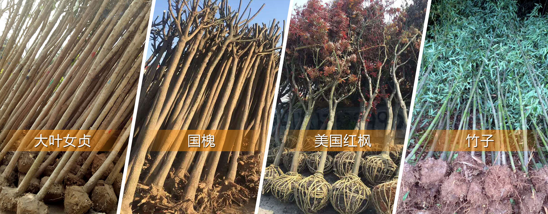 花卉盆栽苗木種植,盆栽苗木基地批發(fā)