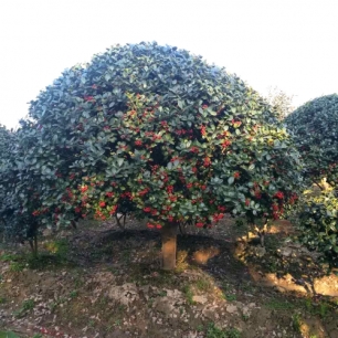 無(wú)刺枸骨球