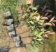 紅葉石楠