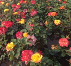 花卉苗木種植供應(yīng)