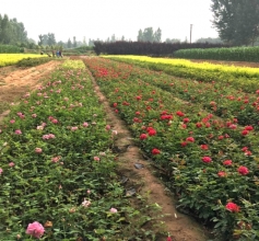 月季花