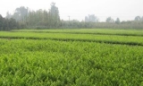安陽(yáng)綠化小苗嫁接注意事項(xiàng)