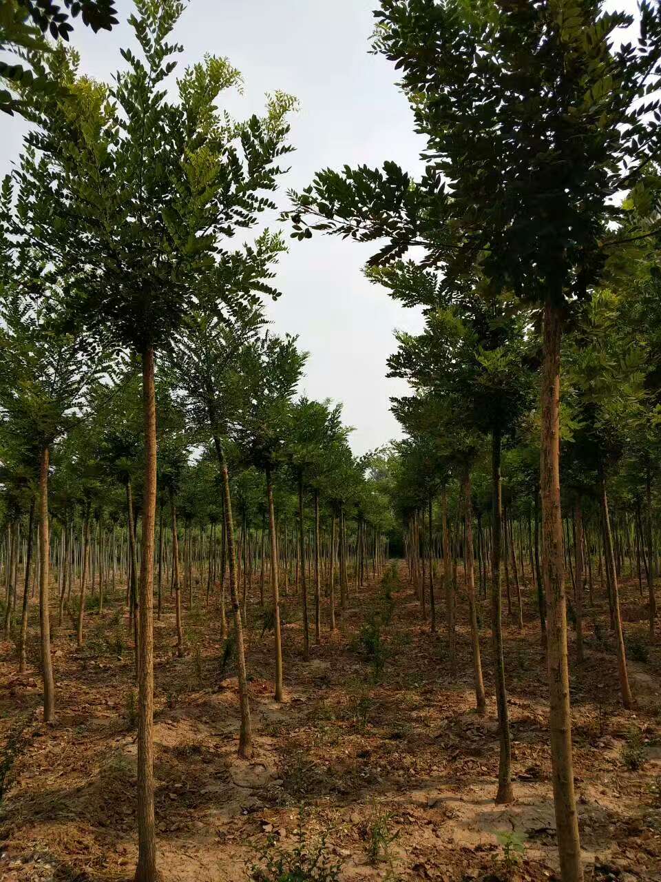 7花卉苗木種植批發(fā)-1 (1)