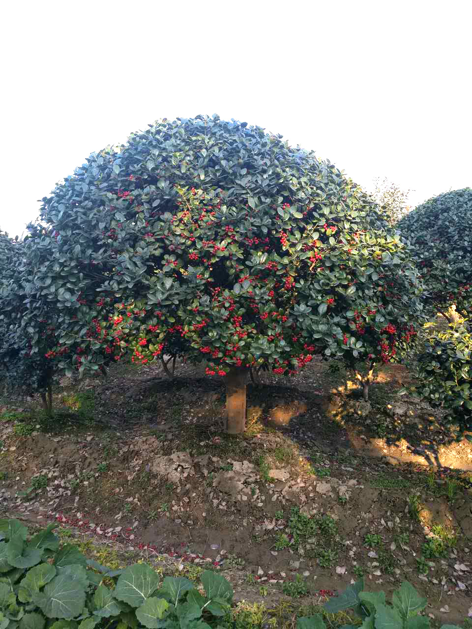 5無(wú)刺枸骨球-1