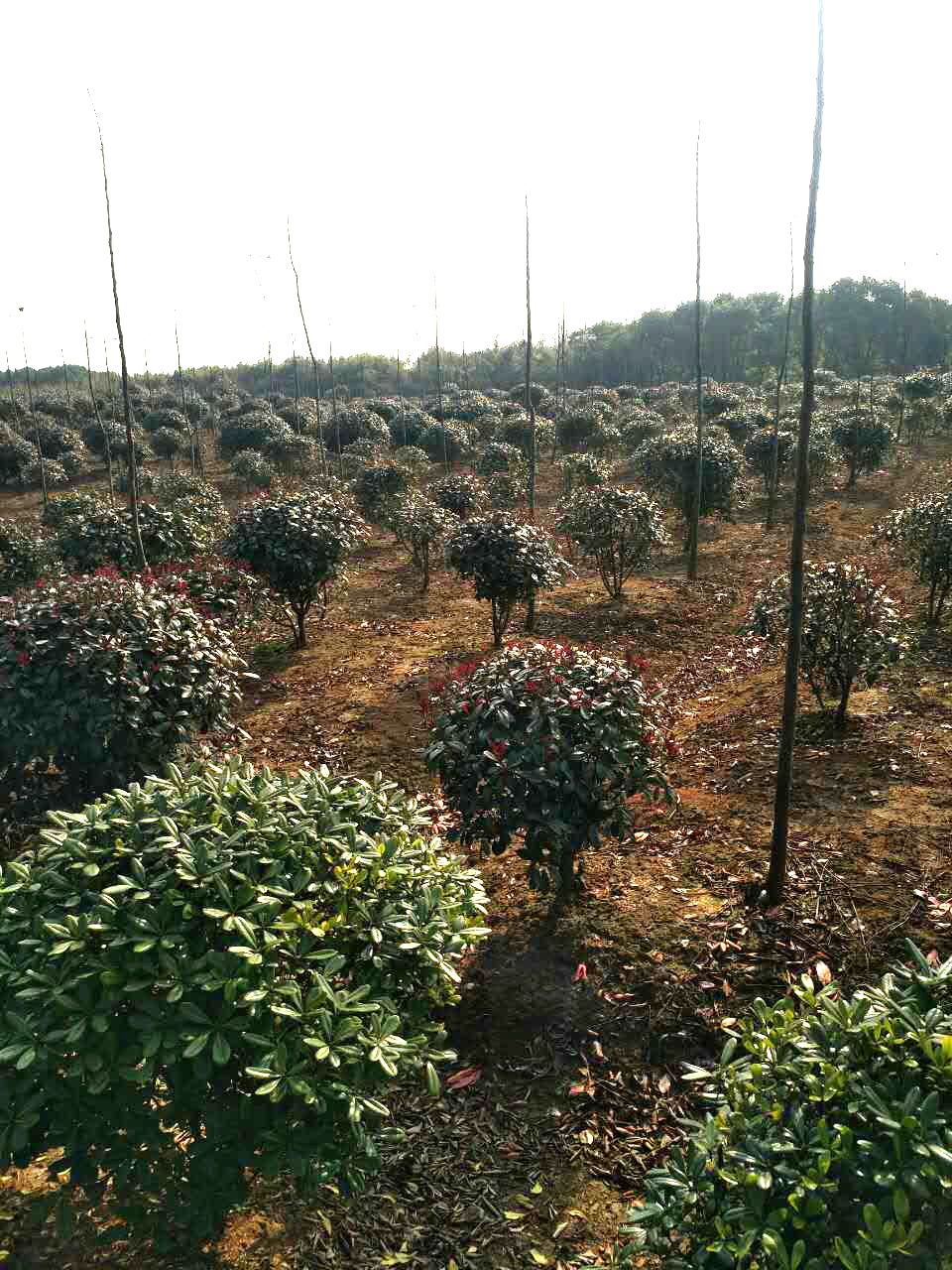 2紅葉石楠球-1