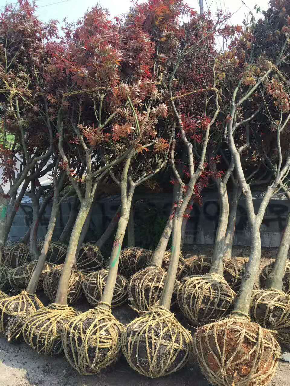 3美國(guó)紅楓-1