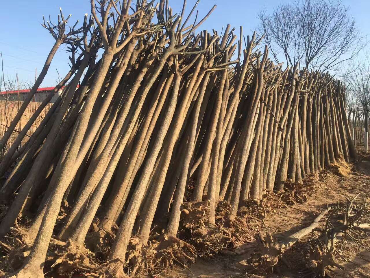 2槐樹-1